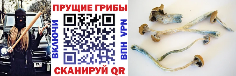 Галлюциногенные грибы Cubensis  Таганрог 
